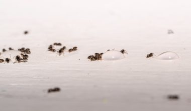 Tiny Types of Ants