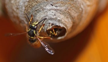 Types Of Wasps In Nebraska