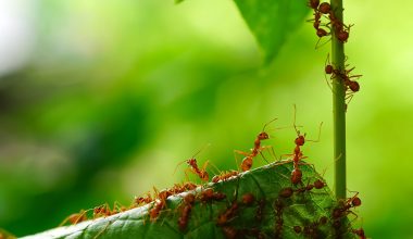 Types of Ants in Minnesota