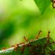 Types of Ants in Minnesota