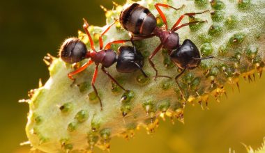  Types of Ants in Washington State