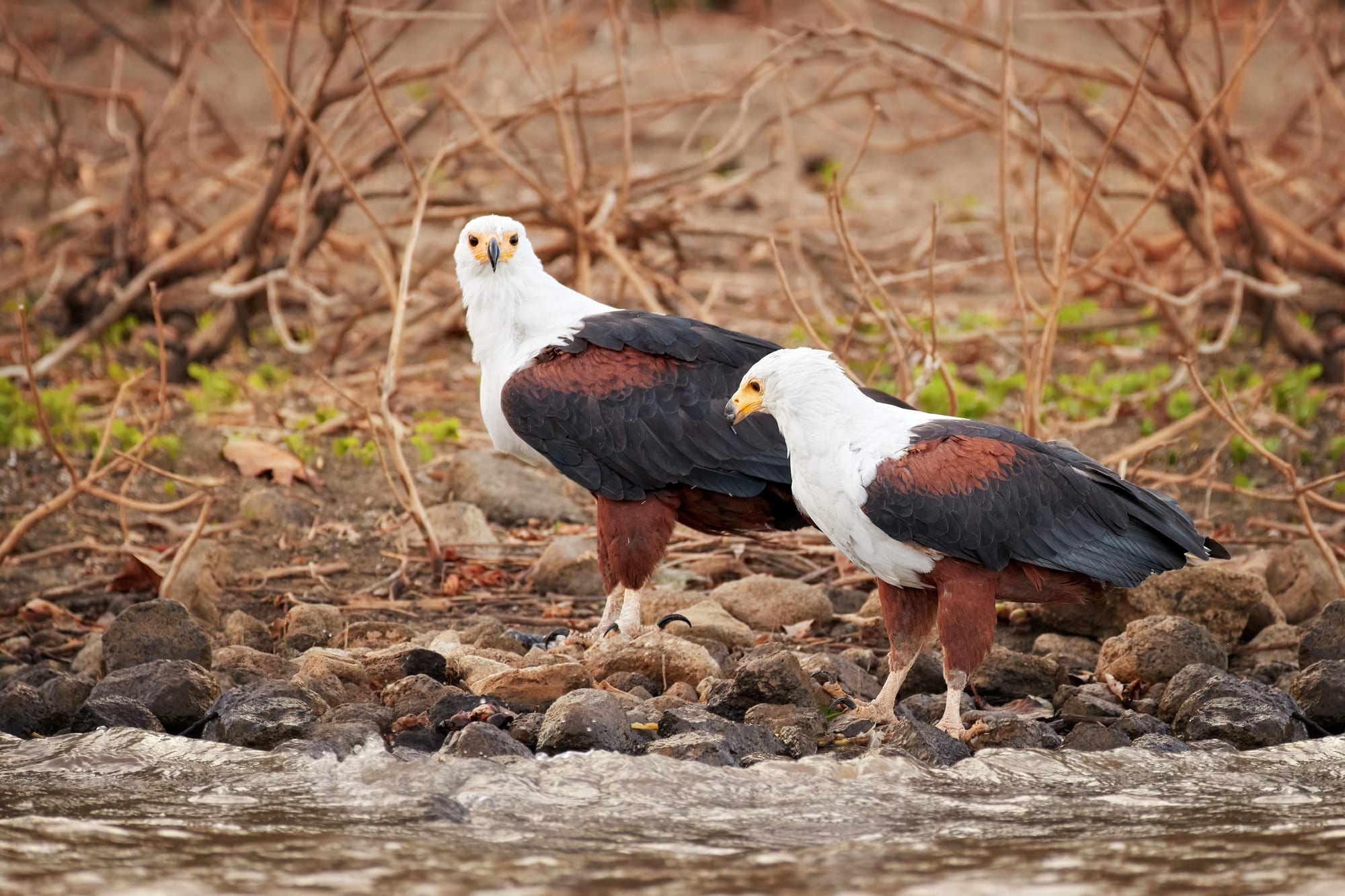 4-majestic-types-of-eagles-in-africa