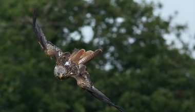 Types of Eagles in Indiana