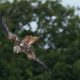 Types of Eagles in Indiana