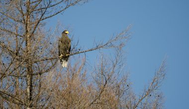 Types of Eagles in Kansas