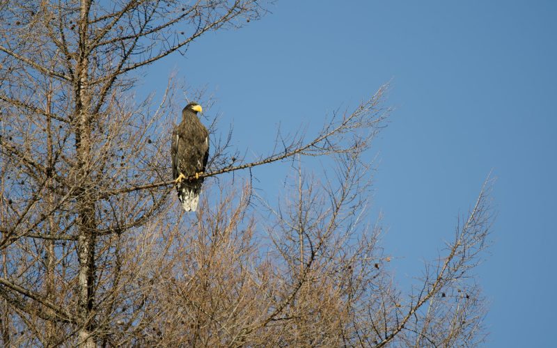 Types of Eagles in Kansas