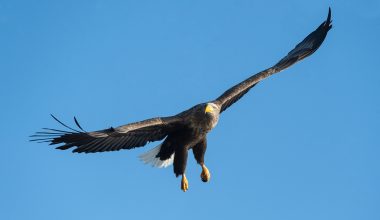 Types of Eagles in Mexico