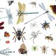 Types of Insects that Bite