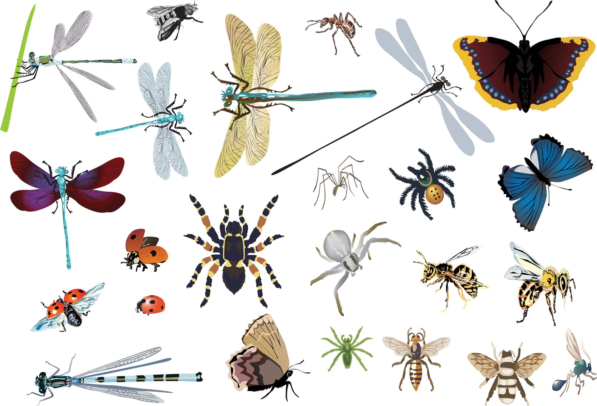 15 Types of Insects That Bite