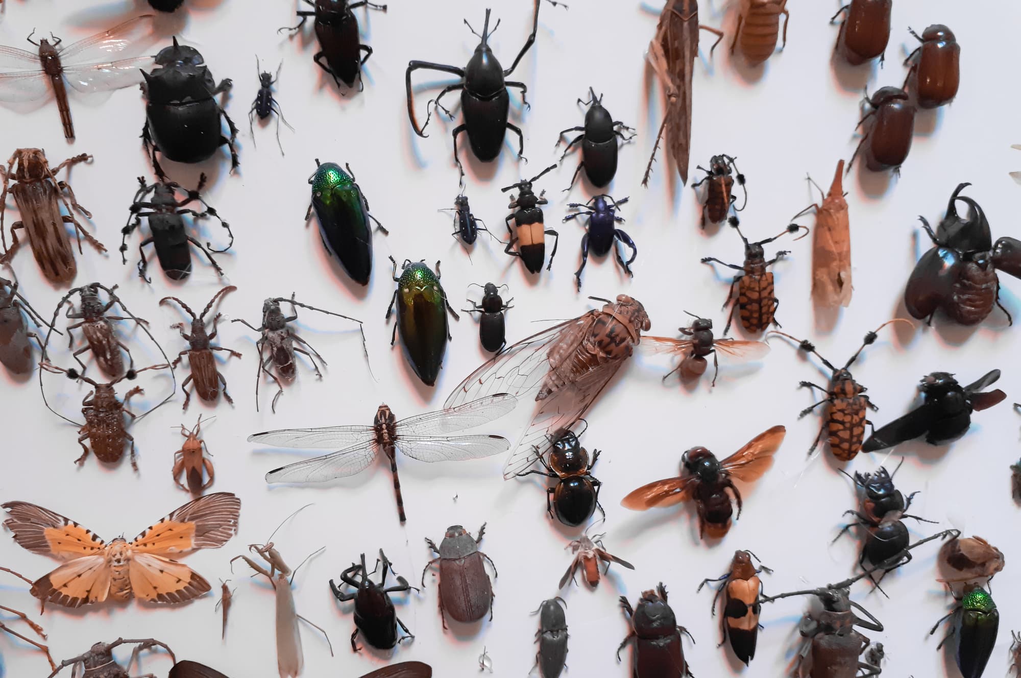 25 Different Types of Insects That Are Not Poisonous