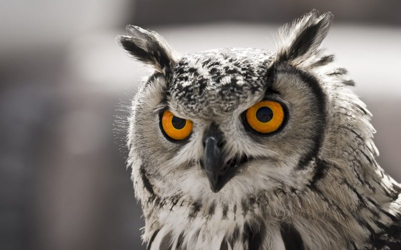 8 Common Types of Owls in Maryland