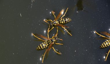 Types of Wasps in Ohio