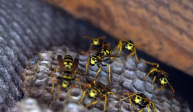 Types of Wasps in Virginia