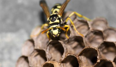 Types of Wasps in the UK‍