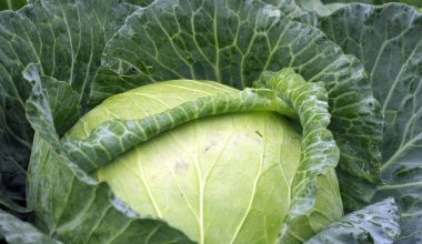 Can Dogs Eat Cabbage?