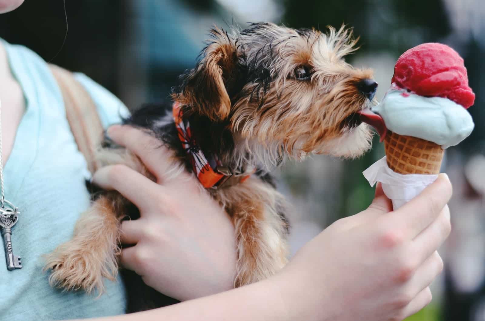 can a dog eat ice cream