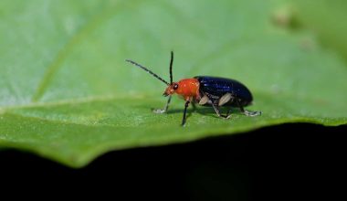 Different Types of Beetles in New Jersey