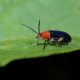 Different Types of Beetles in New Jersey