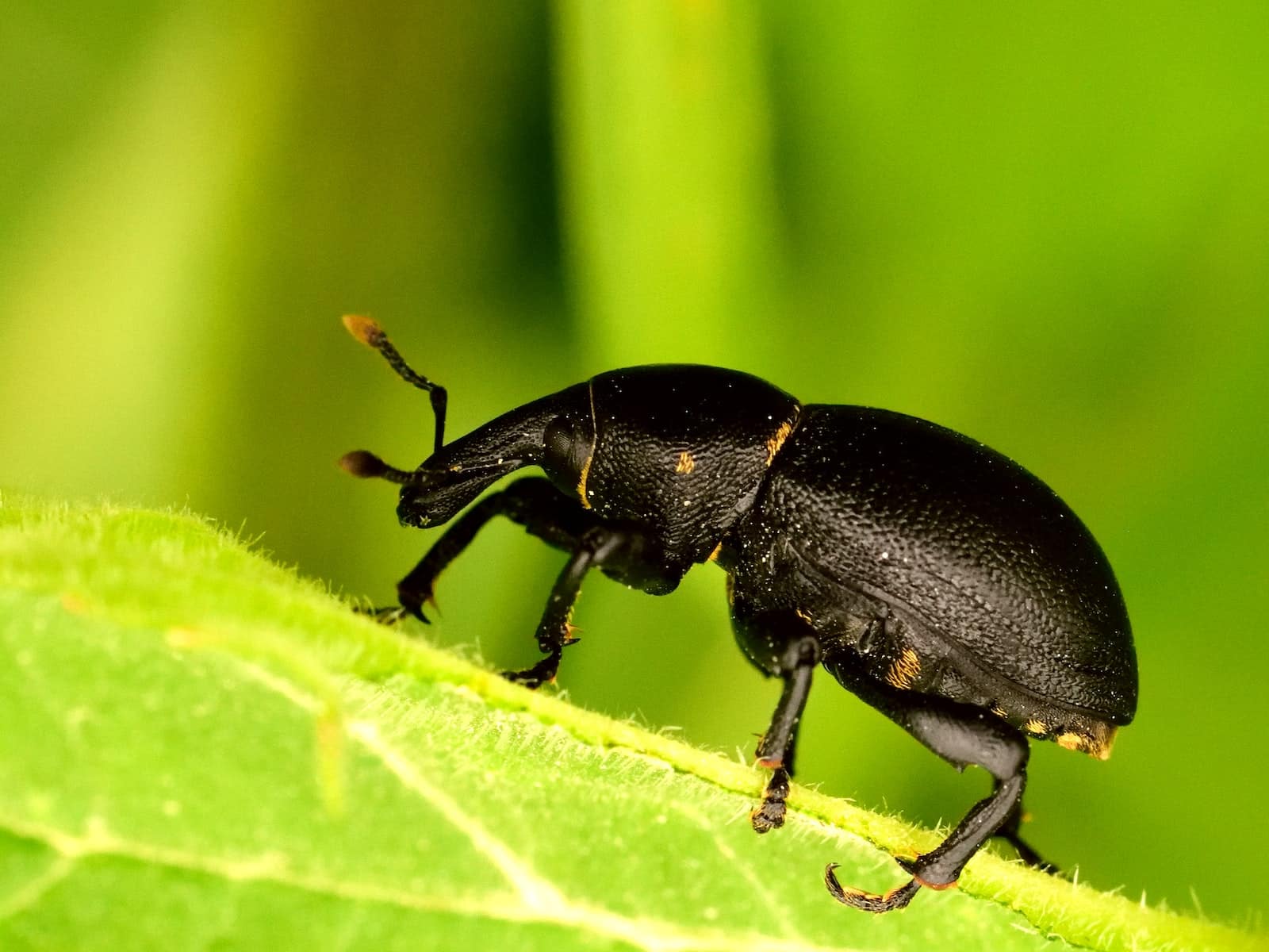 Different Types of Beetles in Texas