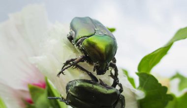 Different Types of Beetles in the UK