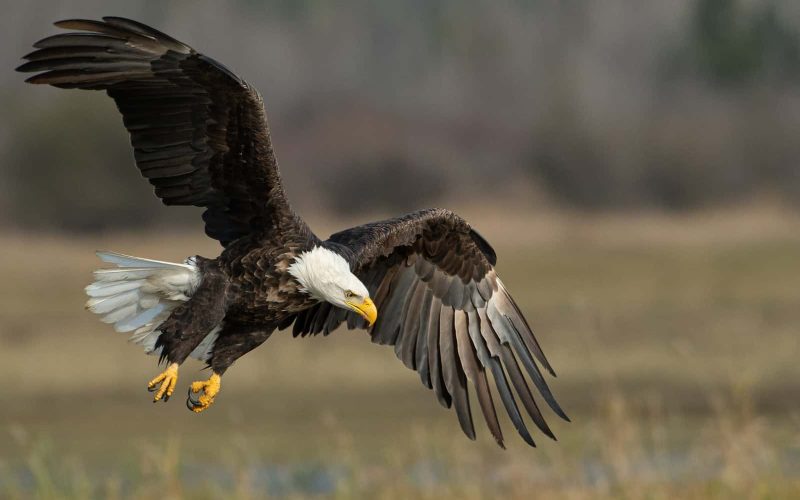 Different Types of Eagles