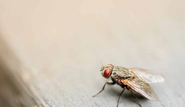 Different Types of Flies in Massachusetts