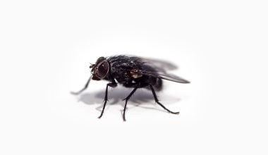 Different Types of Flies in North Dakota