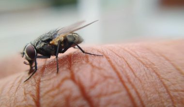 Different Types of Flies in Oregon