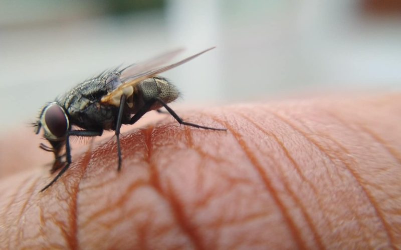 Different Types of Flies in Oregon