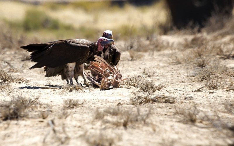 Different Types of Vultures