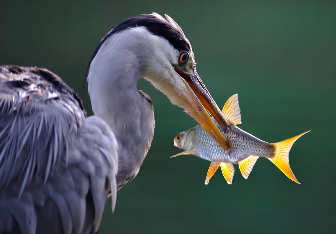 22 Different Types of Water Birds