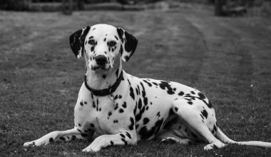 Dog Breeds That Start With D