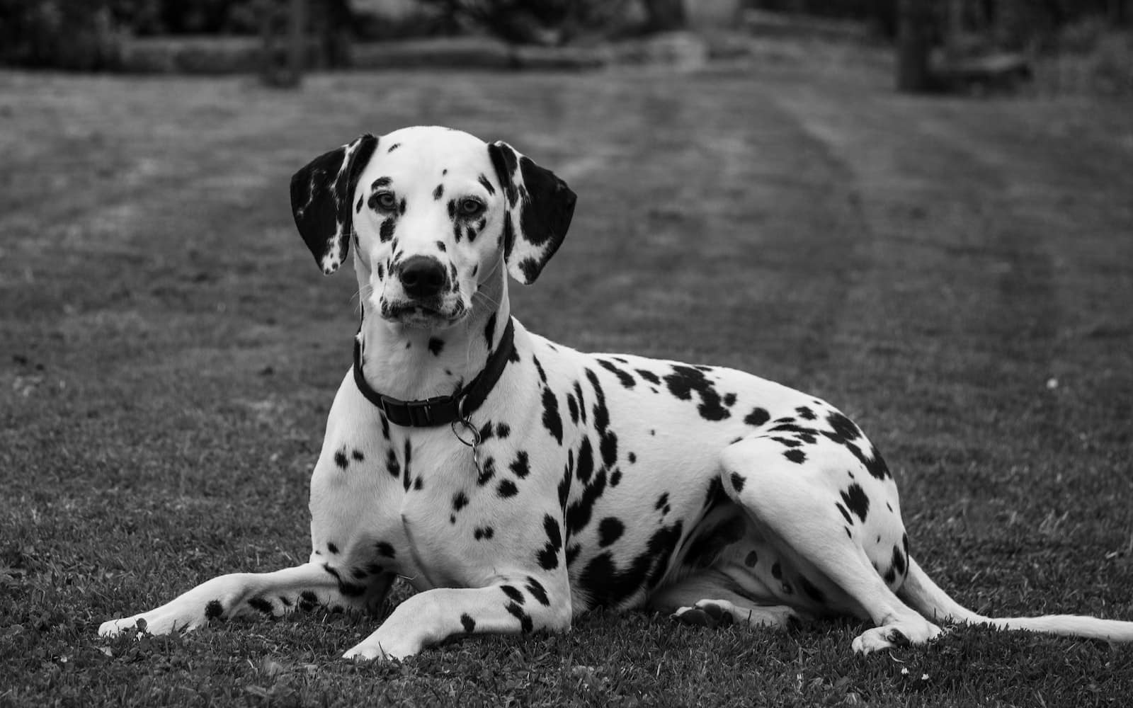 17 Dog Breeds That Start With D