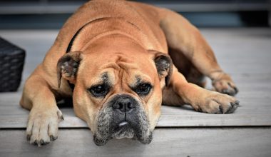 Dog Breeds With Longest Lifespan