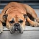 Dog Breeds With Longest Lifespan