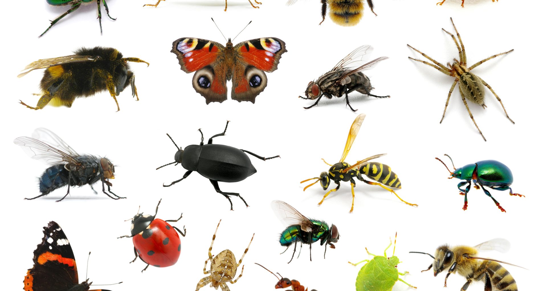 Insects