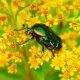 Types of Beetles in Idaho