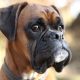 Types of Boxer Dog Breeds