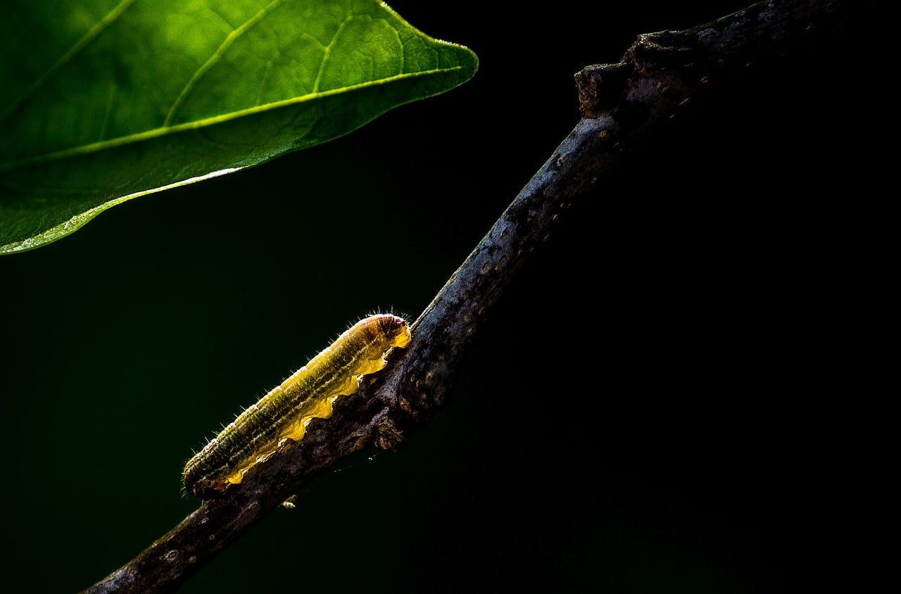 19 Types of Caterpillars in Missouri