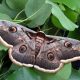 types of moths in massachusetts