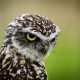Types Of Owls In Louisiana