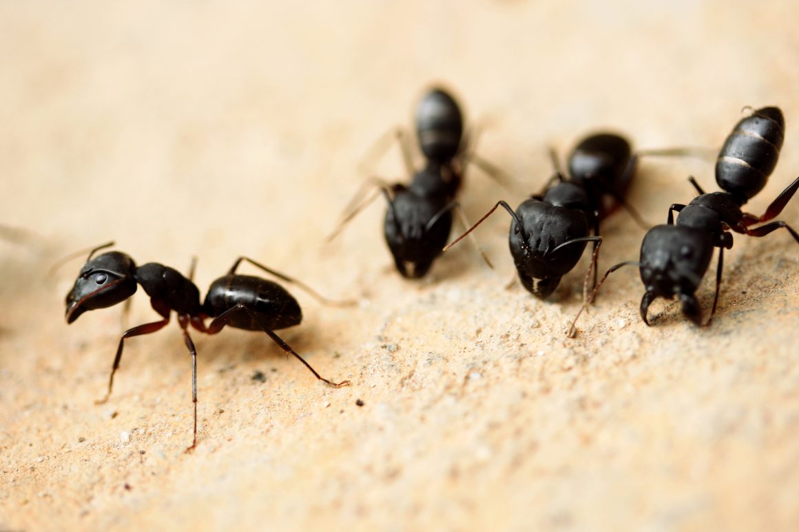 7 Types of Ants for Ant Farms
