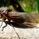 Animals That Eat Cicadas