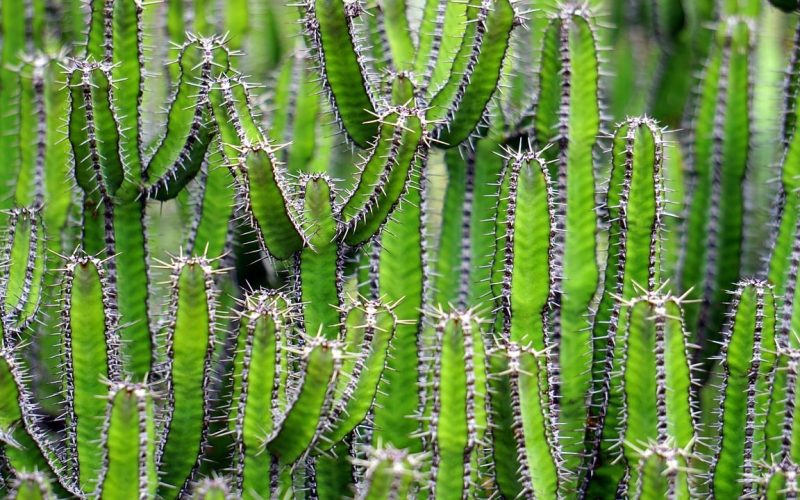 Desert Animals That Eat Cactus