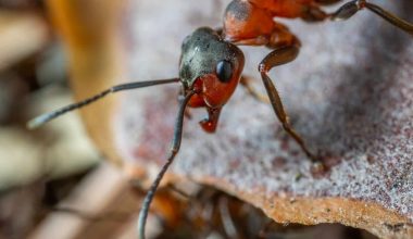 Different Types of Ants in Virginia