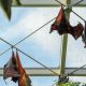 Different Types of Bats in Costa Rica