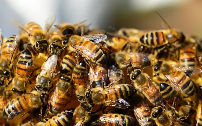 Different Types of Bees in Maryland