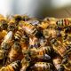 Different Types of Bees in Maryland