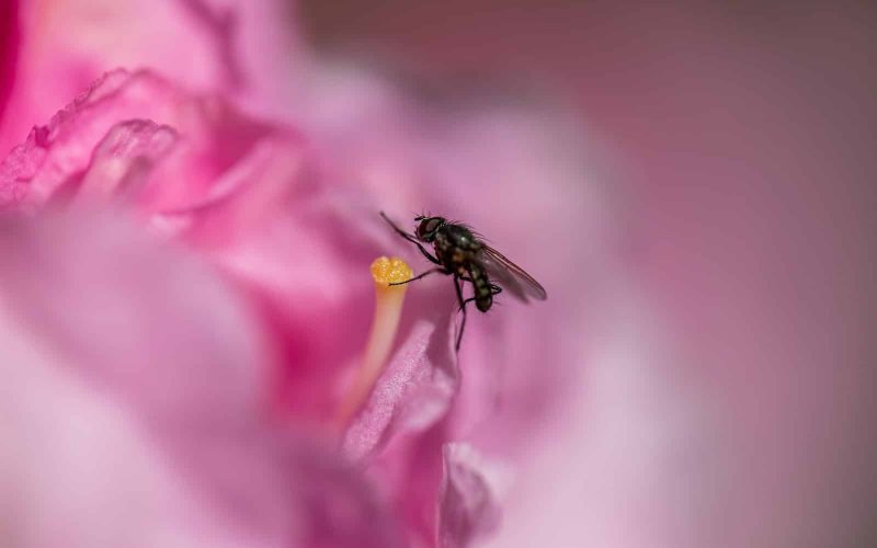 12 Different Types of Flies in Arizona (With Pictures)