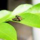 Different Types of Flies in California